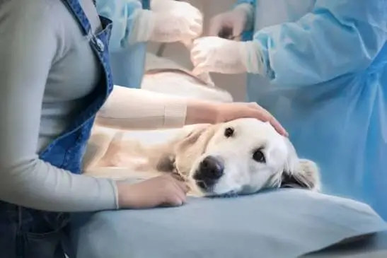 Spay Surgery